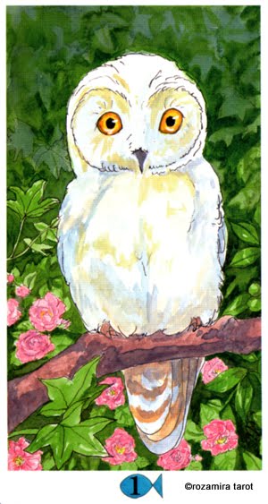 Hawaiian Aloha Tarot